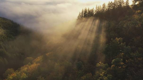 Forest and mist