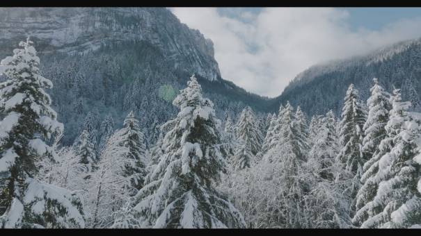 Forest in winter