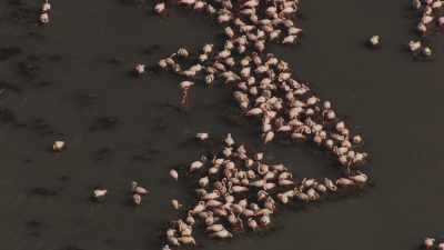 Pink flamingoes in the Venice lagoon