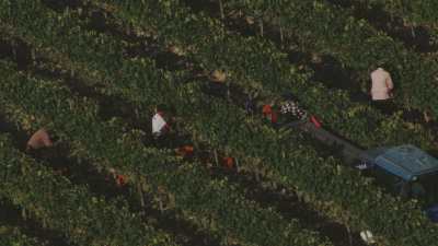Harvests near San Gimignano