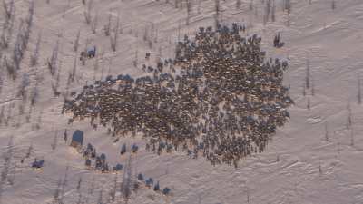 Reindeer transhumance and Nenets people